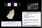 Foto (Objekt + Etikett) von Goniodromites sp.  (NHMW-GEO-2017-0089-0029)